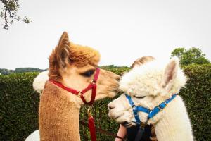 franzi alex (22 von 717)